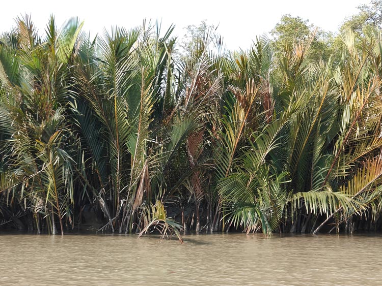 দুই মাস পর সুন্দরবনে কাঁকড়া আহরণ শুরু, উপকূলে কর্মচাঞ্চল্য