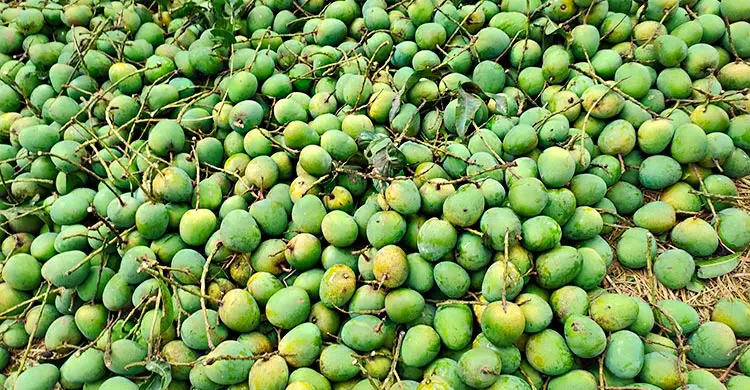 প্রথম দিনেই সরবরাহের চাপে দাম কমে গেলো হিমসাগরের