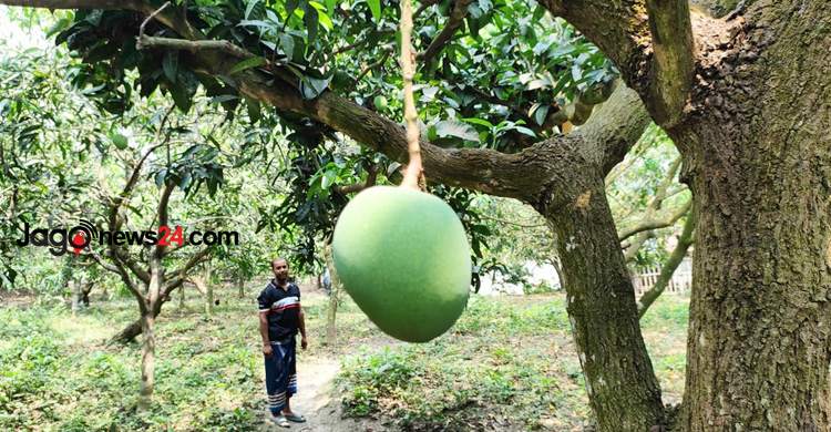 আম ক্যালেন্ডার নিয়ে বিড়ম্বনায় সাতক্ষীরার বাগান মালিকরা