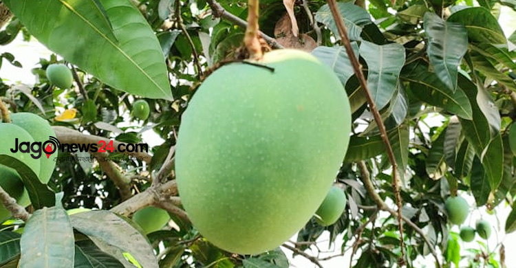 আম ক্যালেন্ডার নিয়ে বিড়ম্বনায় সাতক্ষীরার বাগান মালিকরা