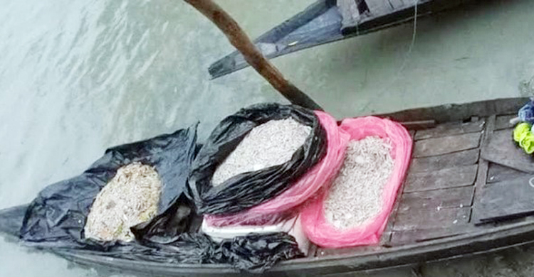 সুন্দরবনে বিষ প্রয়োগে ৫ মণ চিংড়ি শিকার, পরে জব্দ