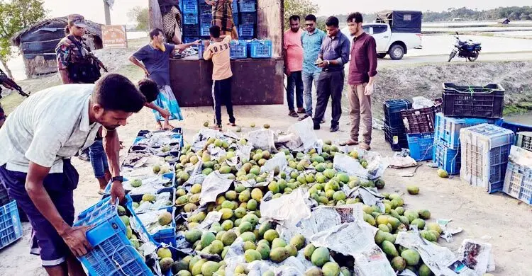 রাসায়নিক দিয়ে আম পাকানোর চেষ্টা, সাড়ে ৩ হাজার কেজি আম জব্দ