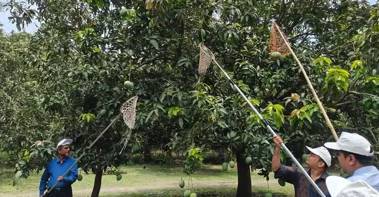 দেশের কোথায় কবে পাড়া হবে কোন জাতের আম