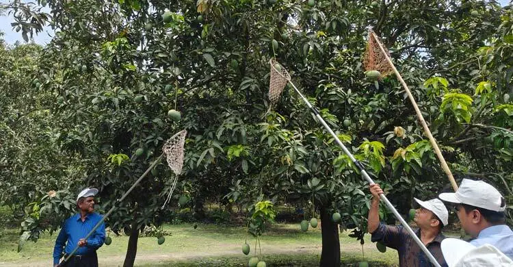 সাতক্ষীরায় আম সংগ্রহ শুরু, ভালো দামের আশা