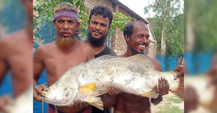জেলের জালে ১৫ কেজির ভেটকি, মাছ দেখতে ঘাটে ভিড়