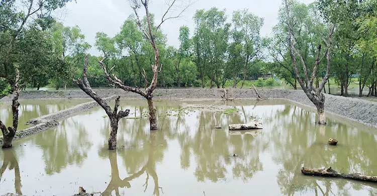 শ্যামনগরে নদীর চর দখল করে মৎস্য ঘেরের মহোৎসব, উজাড় হচ্ছে বনায়ন