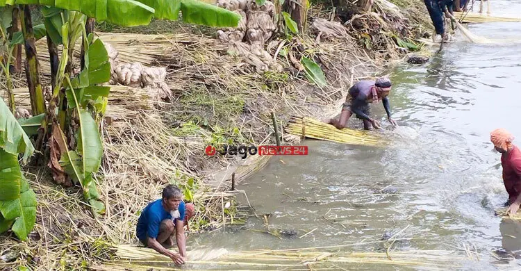 লবণাক্ততার চ্যালেঞ্জে সাতক্ষীরায় নতুন সম্ভাবনা দেশি পাট-৮