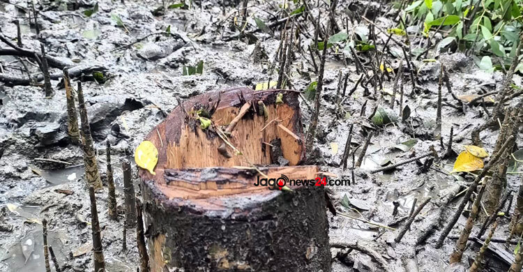 গাছ কেটে সাবাড়, ধ্বংস চর বনায়ন