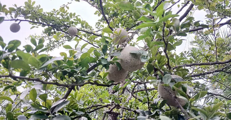 উপকূলে লবণের কাছে হার মানছে আম-কাঁঠাল