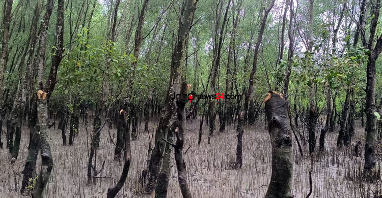 গাছ কেটে সাবাড়, ধ্বংস চর বনায়ন