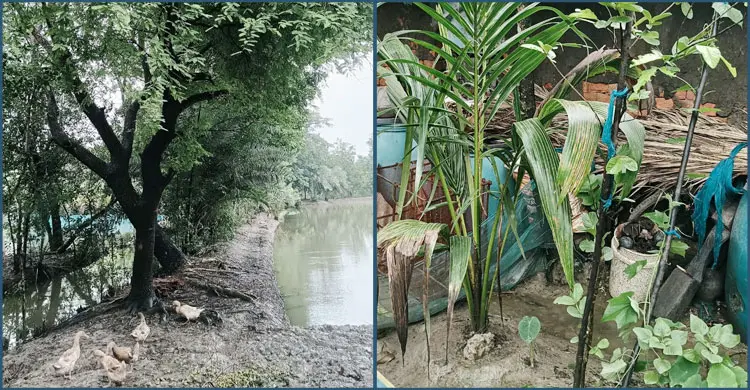 উপকূলে লবণের কাছে হার মানছে আম-কাঁঠাল