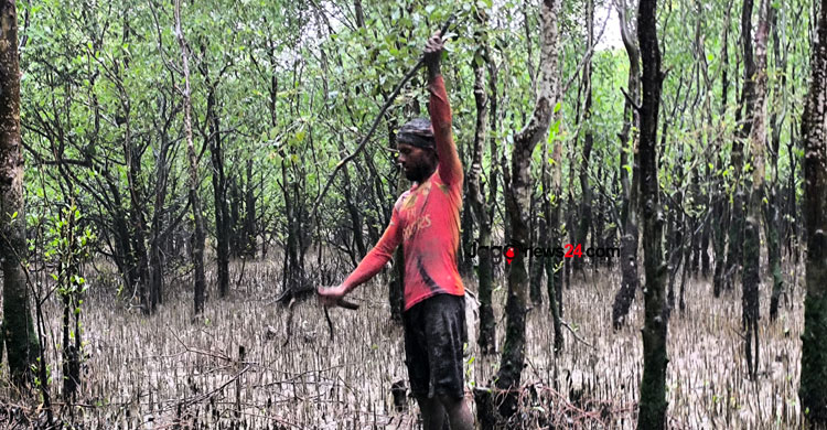গাছ কেটে সাবাড়, ধ্বংস চর বনায়ন