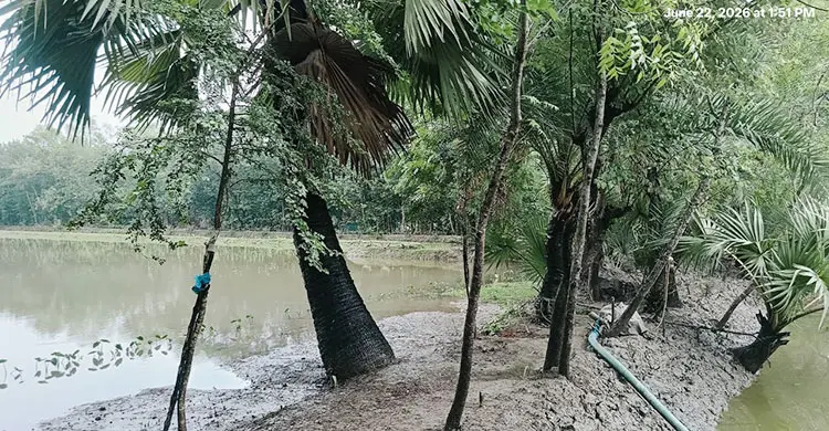উপকূলে লবণের কাছে হার মানছে আম-কাঁঠাল