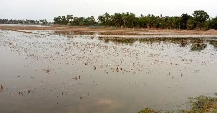 রাতের আঁধারে লোনাপানি ঢুকিয়ে ১০ হাজার বিঘা ফসলি জমি নষ্ট