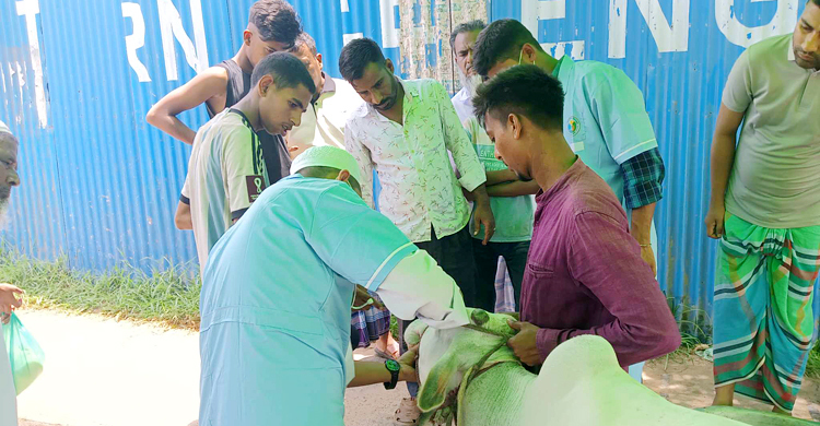 কোরবানির পশুর হাটে সেবা দিচ্ছেন শেকৃবির ৪৫ শিক্ষার্থী