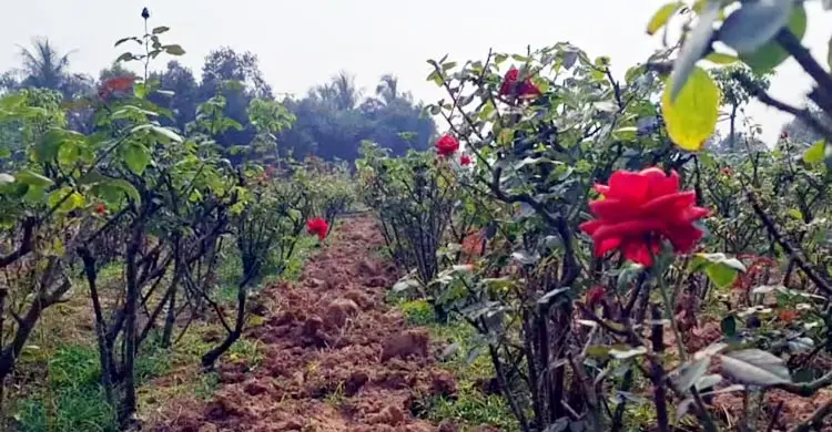 অস্তিত্ব সংকটে গোলাপ গ্রাম, নেপথ্যে আবাসন প্রকল্প