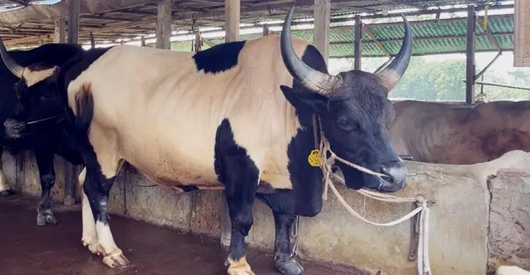 ধামরাইয়ে এবার ৬০০ কোটি টাকার পশু বিক্রির আশা