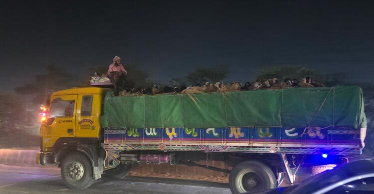 রাতে ঢাকায় ঢুকছে গরু, পথে পথে পুলিশের কড়া নজরদারি