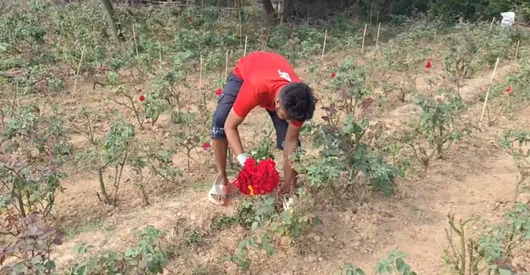 অস্তিত্ব সংকটে গোলাপ গ্রাম, নেপথ্যে আবাসন প্রকল্প