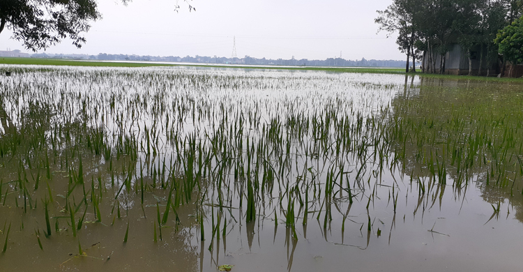 শায়েস্তাগঞ্জে পানির নিচে ৯০০ হেক্টর আমন