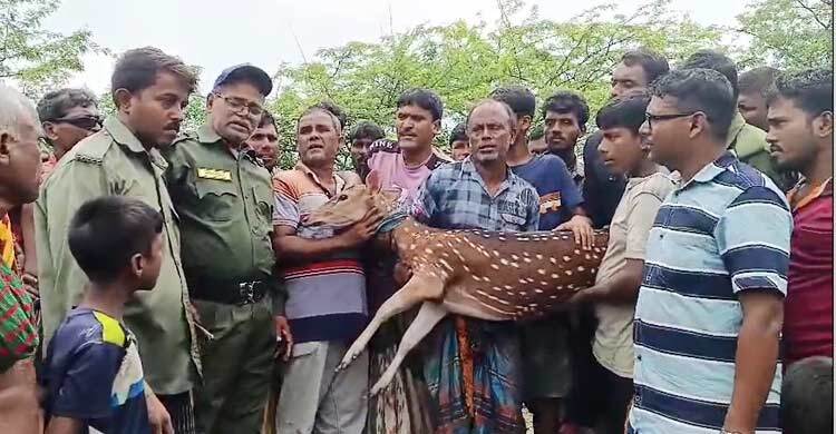 লোকালয়ে সুন্দরবনের হরিণ, উদ্ধারের পর বনবিভাগে হস্তান্তর