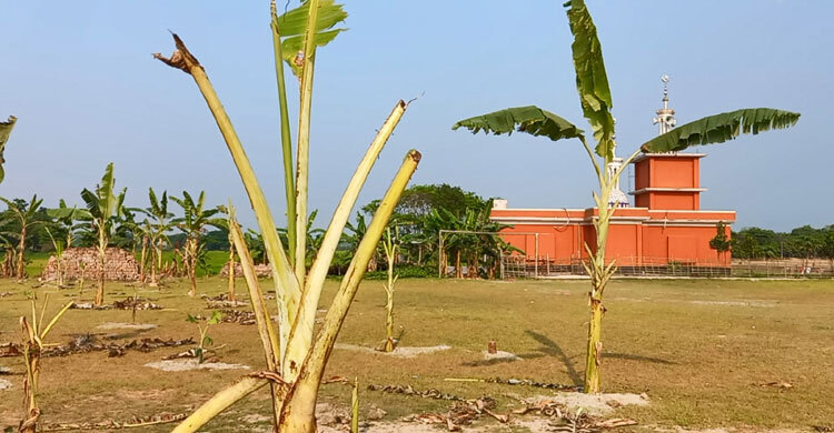 বিদ্যালয় মাঠে রোপণ করা হলো শতাধিক কলাগাছ