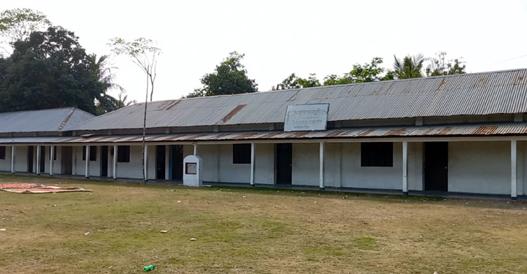 বিদ্যালয় মাঠে রোপণ করা হলো শতাধিক কলাগাছ