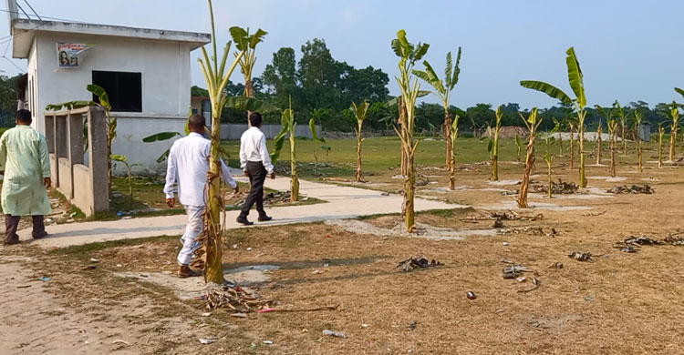 বিদ্যালয় মাঠে রোপণ করা হলো শতাধিক কলাগাছ