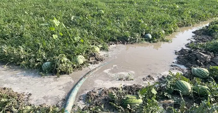 তরমুজ চাষে কোটি টাকা লোকসান গুনতে হয়েছে চাষিদের