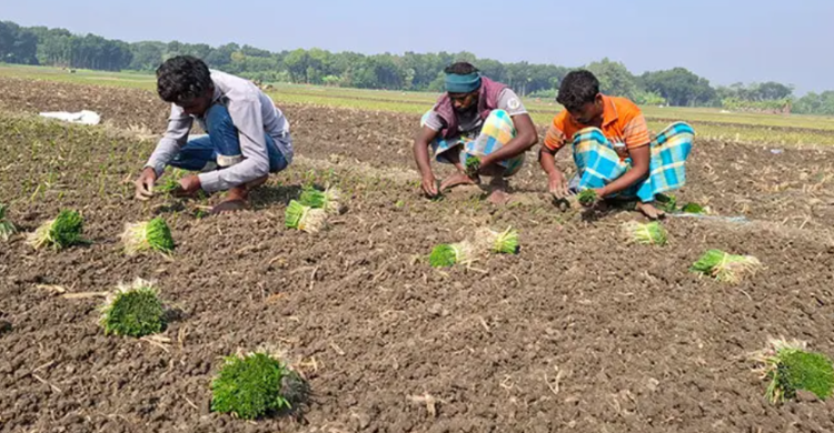 রাজবাড়ীতে ৪ লক্ষাধিক মেট্রিক টন হালি পেঁয়াজ উৎপাদনের আশা