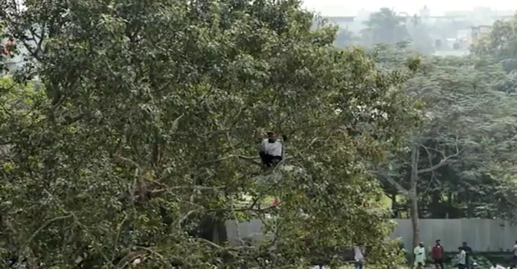 শেরপুরে জামায়াত আমিরের জনসভায় গাছের উপর মানুষ
