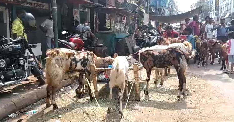 গরু কোরবানিতে কড়াকড়ি, দ্বিগুণ দামে বিক্রি হচ্ছে দুম্বা-খাসি