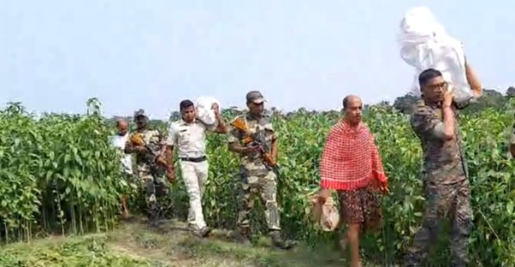 পাটক্ষেতে ‘গুপ্তধন’: নেতার জমিতে মিললো বস্তাভরা টাকা