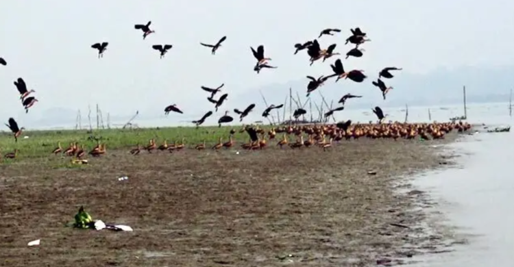 শীতের বার্তা নিয়ে বিষখালীর মোহনায় হাজারো পরিযায়ী পাখি