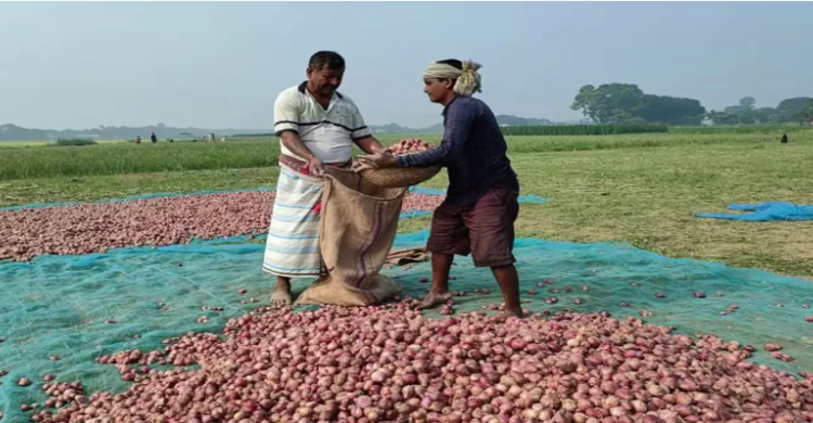 দেশেই পর্যাপ্ত উৎপাদন; পেঁয়াজে স্বয়ংসম্পূর্ণতার পথে বাংলাদেশ