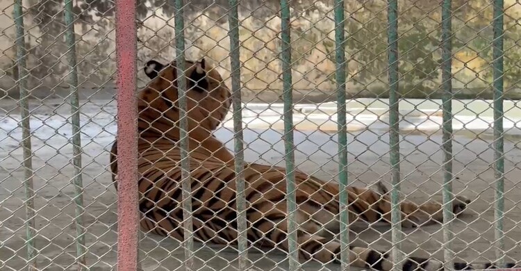 বাঘ দেখে ঈদের আনন্দ খুঁজে ফিরছে শিশুরা