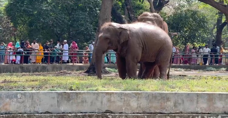 বিশাল দেহের হাতিতে মুগ্ধ শিশুরা