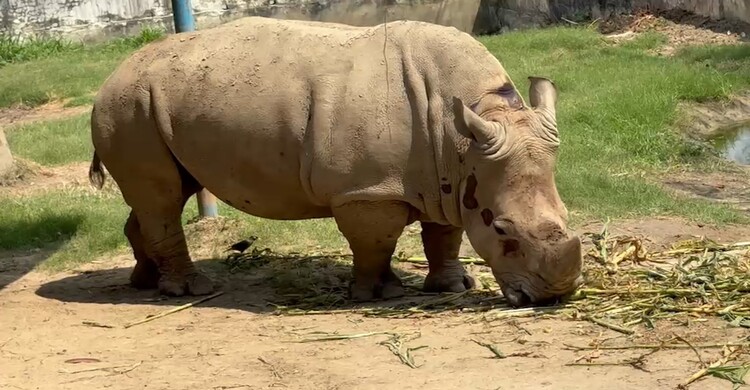 শিশুদের ঈদ আনন্দে বাড়তি মাত্রা যোগ করেছে গন্ডার