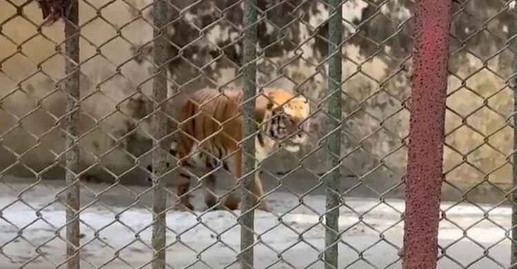 দর্শনার্থীদের ডাকে সাড়া দিলো বাঘ