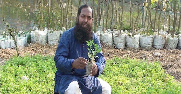 চিনির বিকল্প ‘স্টিভিয়া’, লাভজনক ফসলের নতুন দিগন্ত