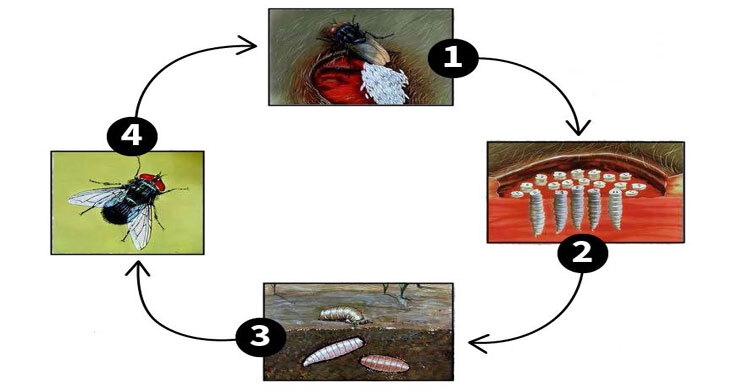 যুক্তরাষ্ট্রে মানবশরীরে মাংসখেকো পরজীবী শনাক্ত