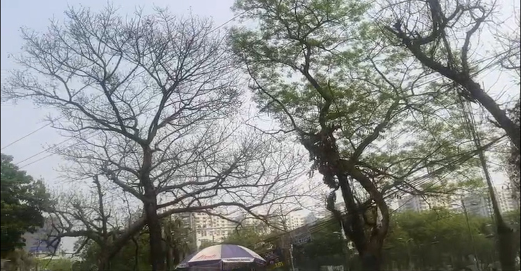 কোথাও ঝরা পাতা, কোথাও নতুন কুঁড়ি, রাজধানীতে বসন্তের আগমন