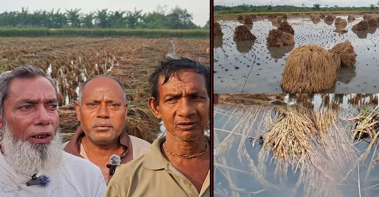 হঠাৎ বৃষ্টির ছোবলে ডুবলো ধান, বিপদে প্রান্তিক কৃষক