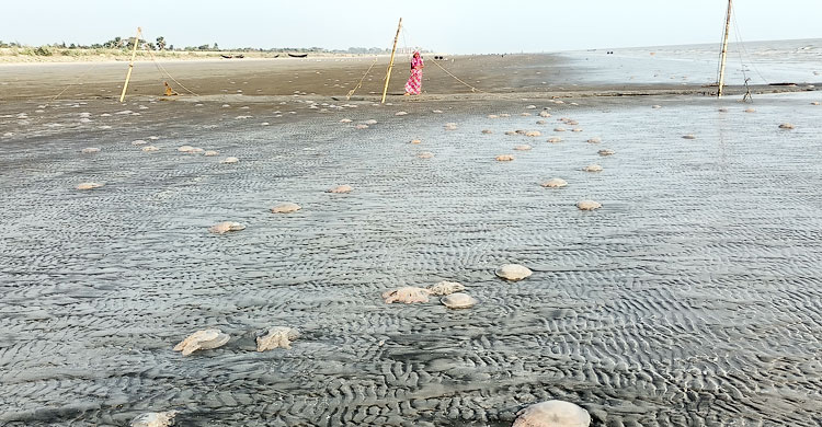 কুয়াকাটা সৈকতে অজস্র জেলিফিশ, ক্ষতির মুখে জেলেরা