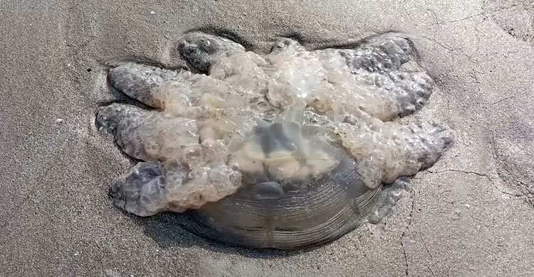 কুয়াকাটা সৈকতে অজস্র জেলিফিশ, ক্ষতির মুখে জেলেরা