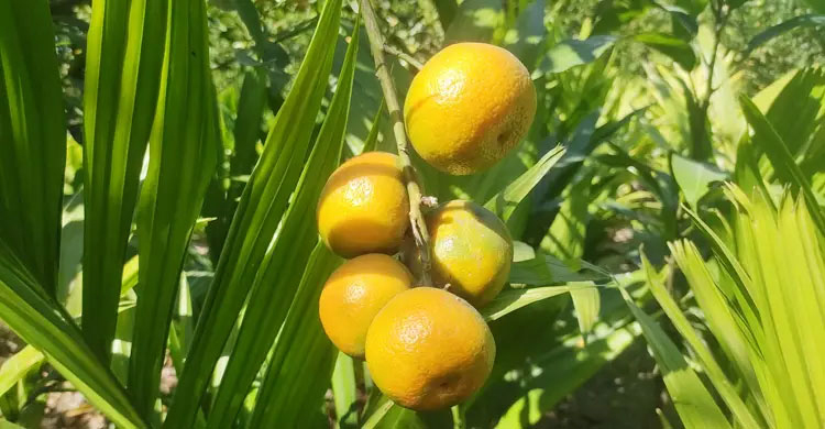 ওজন নিয়ন্ত্রণে সহায়ক কমলা