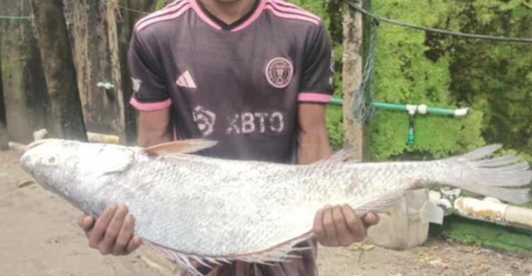 সেন্টমার্টিনে ১৮ কেজির কালা পোপা মাছ ৯৫ হাজারে বিক্রি