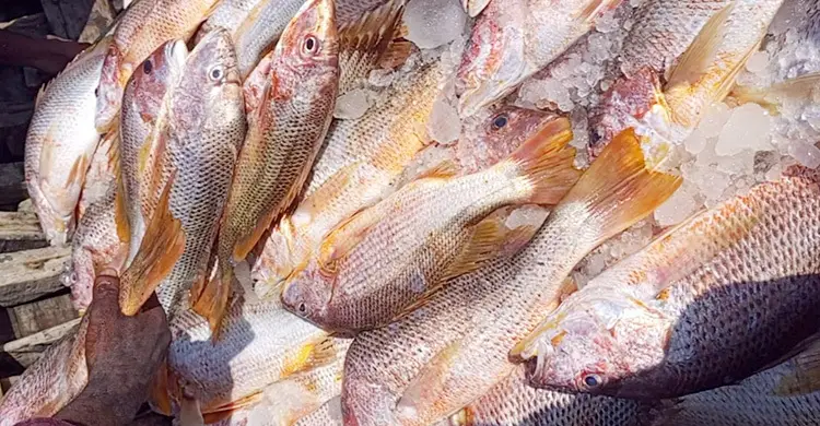 সেন্টমার্টিনে জেলের জালে ধরা পড়লো ৬৮৭ লাল কোরাল, ১০ লাখে বিক্রি