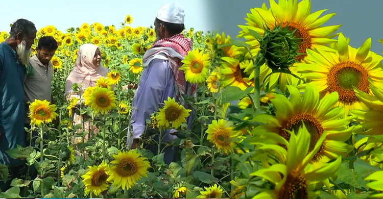 টাঙ্গাইলে সোনালি সমারোহ, সূর্যমুখীতে কৃষকের হাসি