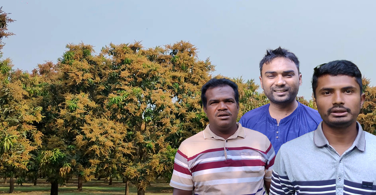 আমের মুকুলের মিষ্টি ঘ্রাণে ভরপুর চাঁপাইনবাবগঞ্জ